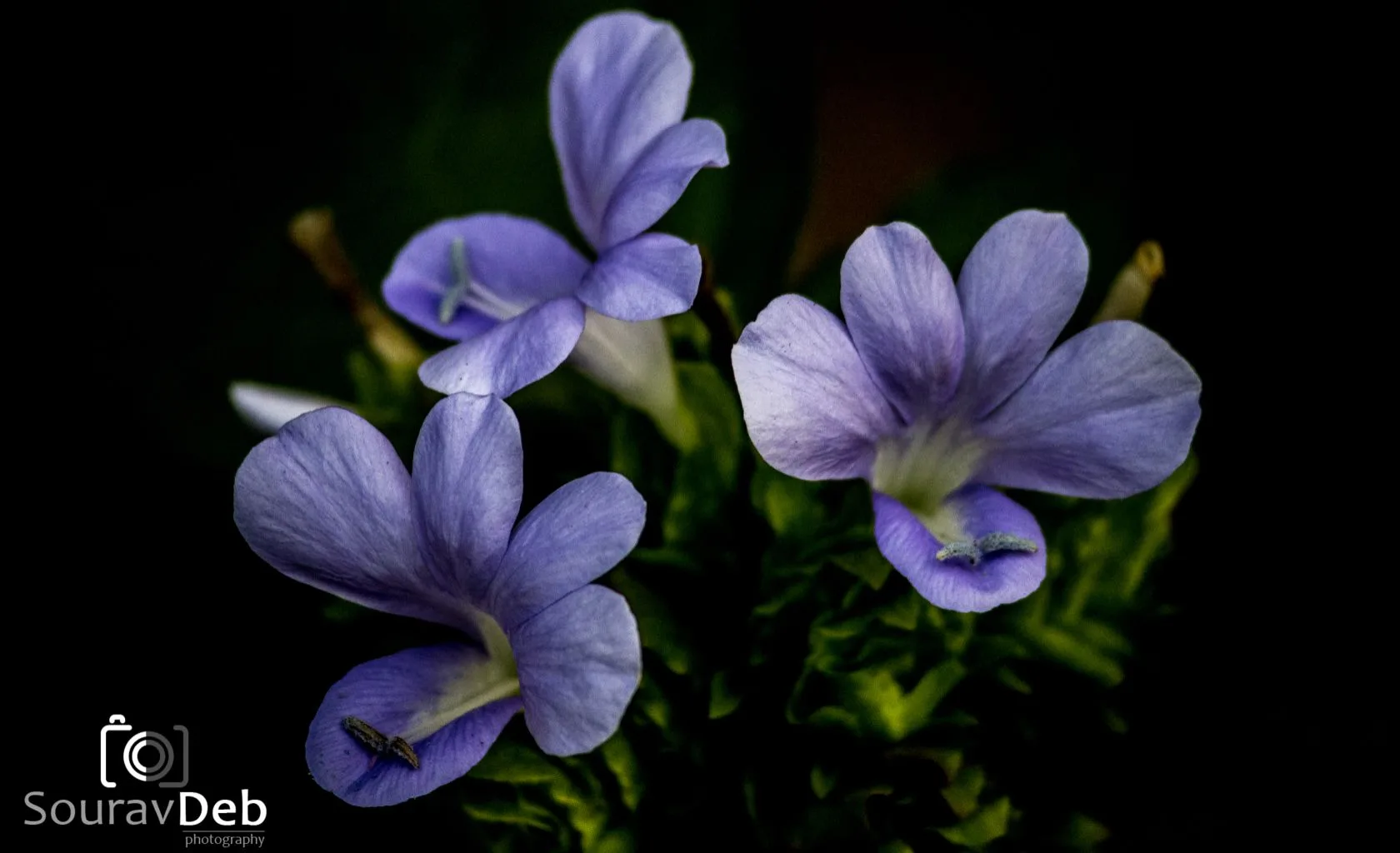 Macro Photograph of Purple Flowers by Sourav Deb